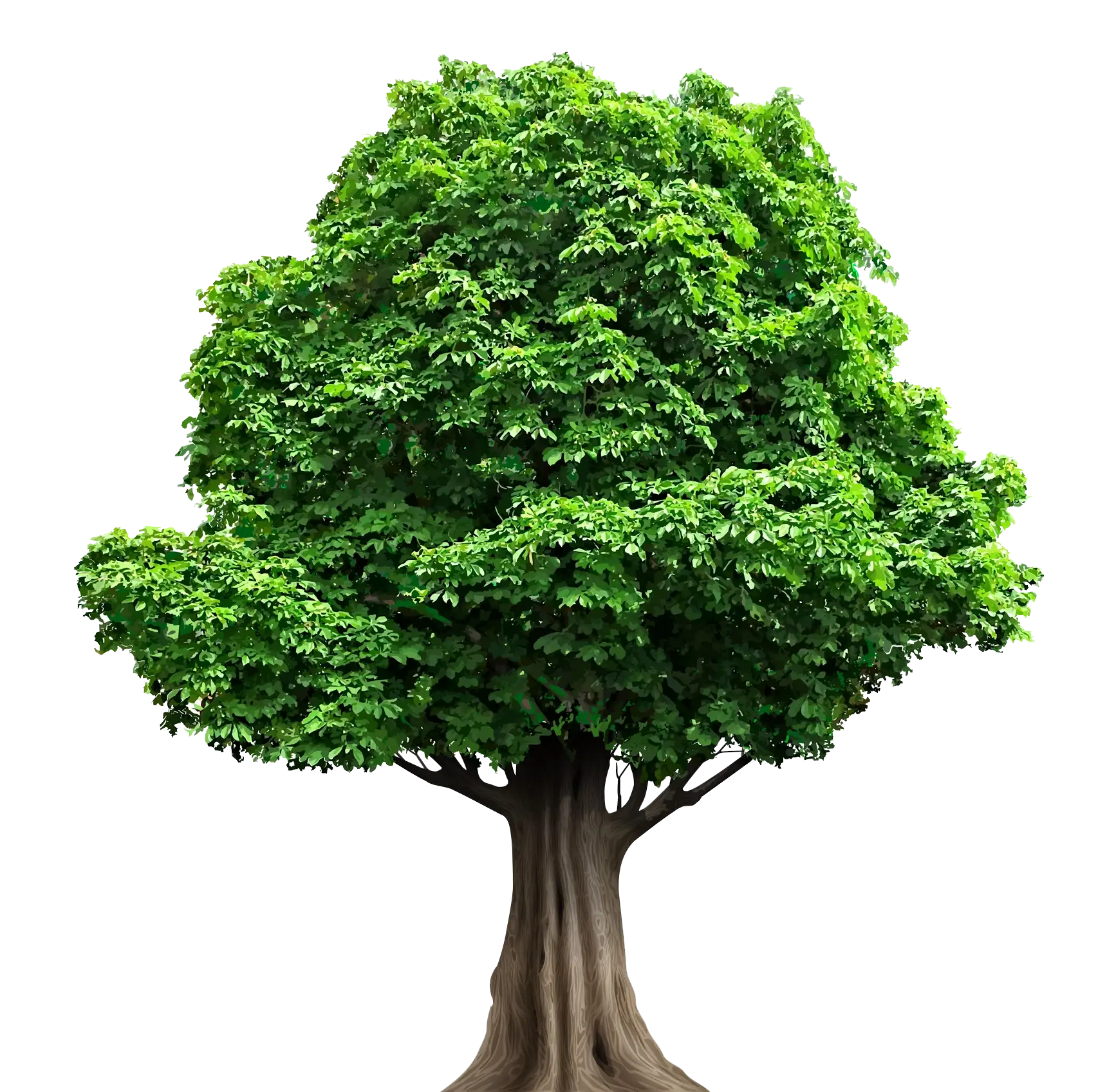 Professional Tree Services